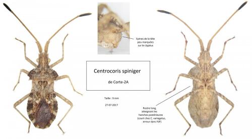Réf. 197 824 : Centrocoris spiniger